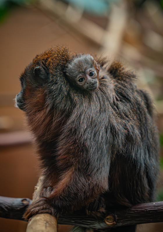 A Rare Coppery Titi Monkey Is The First Of Its Kind To Ever Be Born At Chester Zoo27
