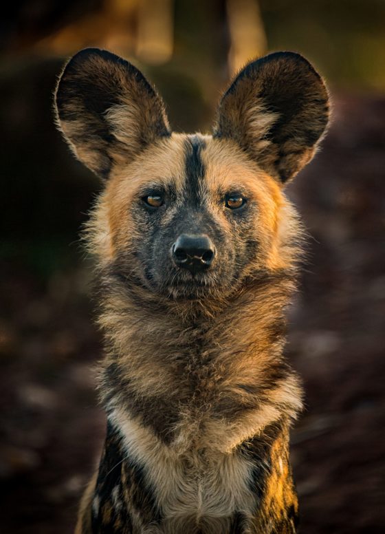 African Painted Dog 3