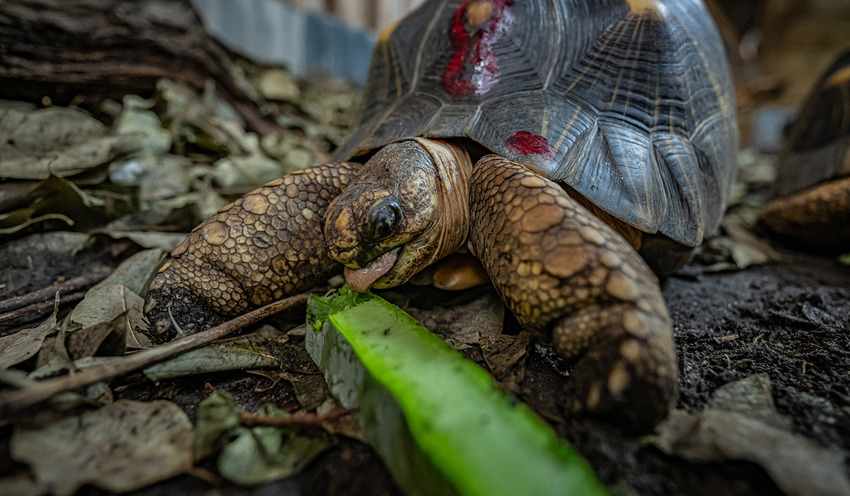 Banner Tortoise Exp
