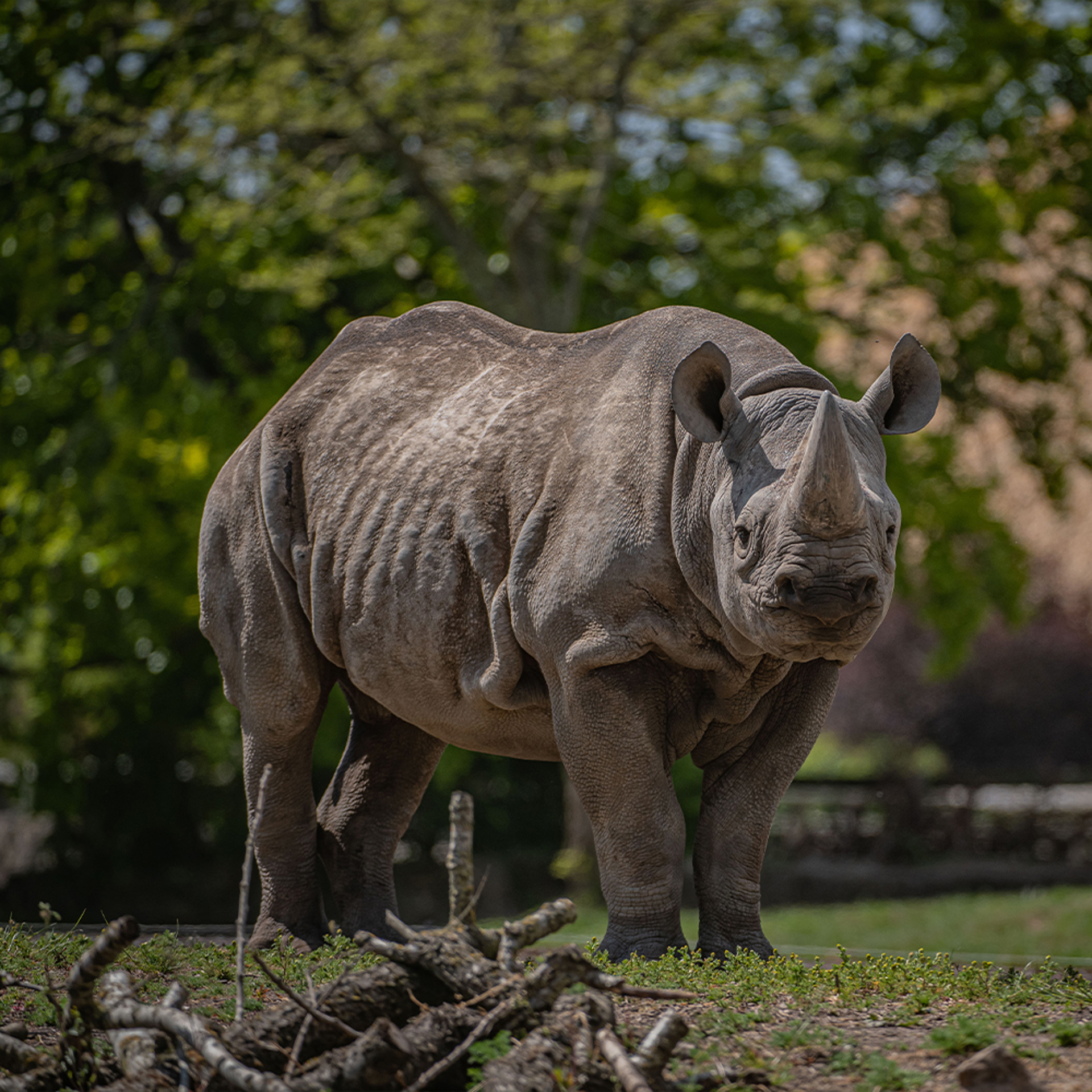 Black Rhino SQUARE
