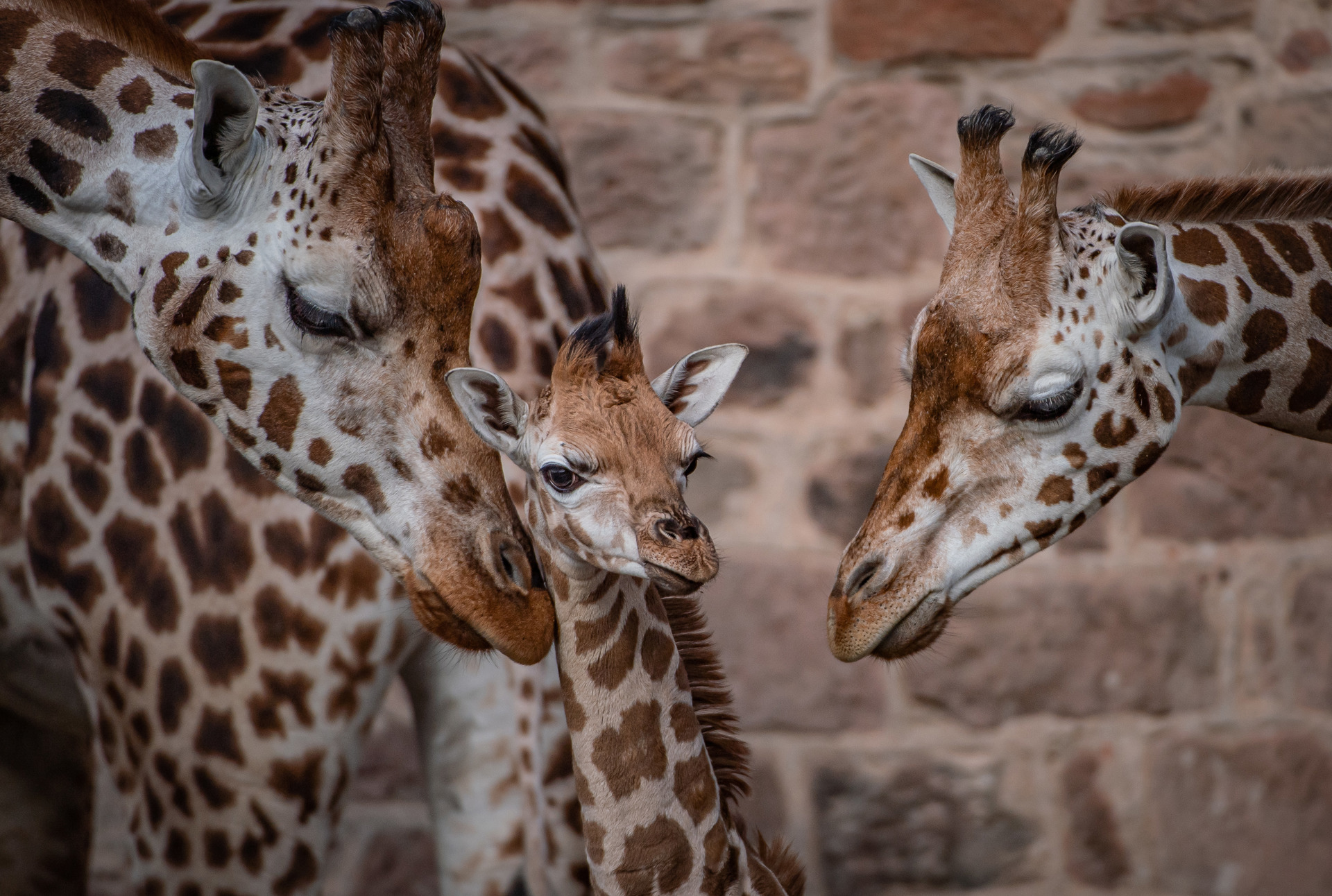 Close Up Of Baby Giraffe With Mum And Another