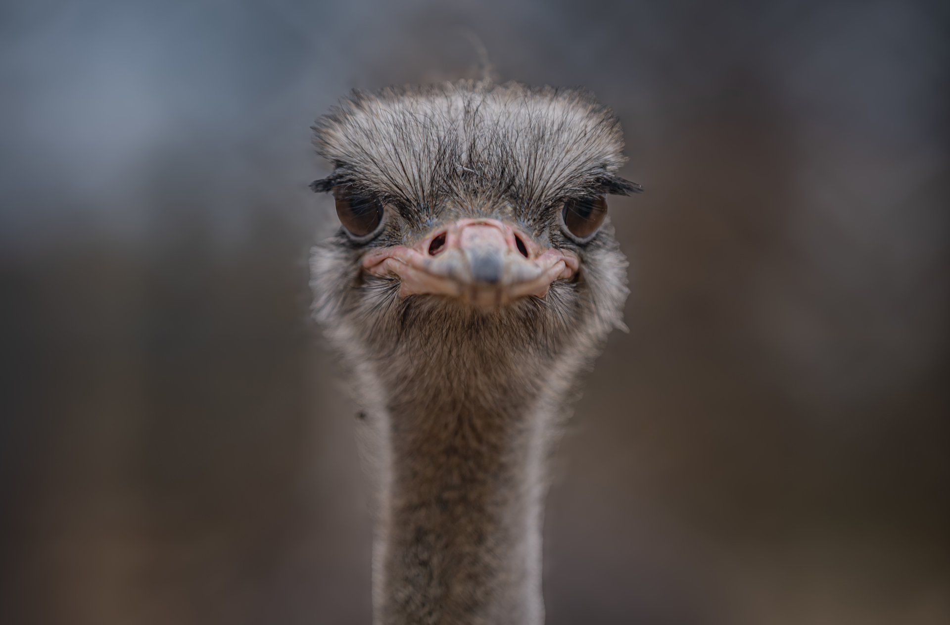 Common Ostrich 002