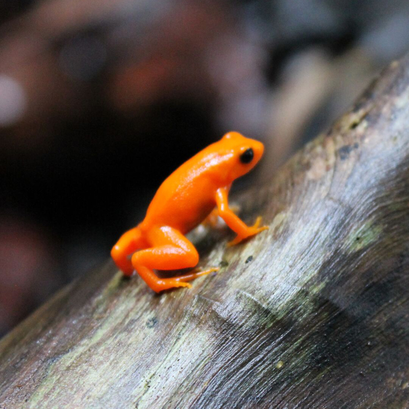 Golden mantella frog at Chester Zoo