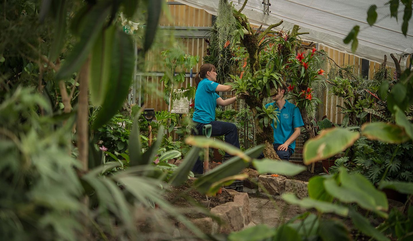 Image shows horticultural workers in a zoo habitat. They are tending to a bromeliad