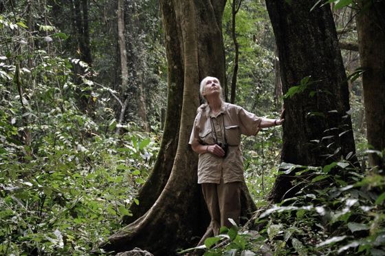 Jane Goodall Landscape