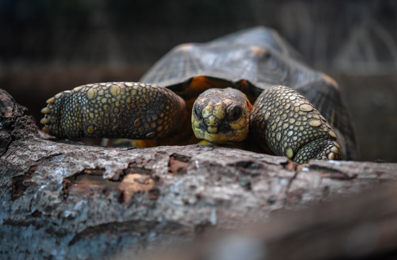 Radiated Tortoise Terence (2)