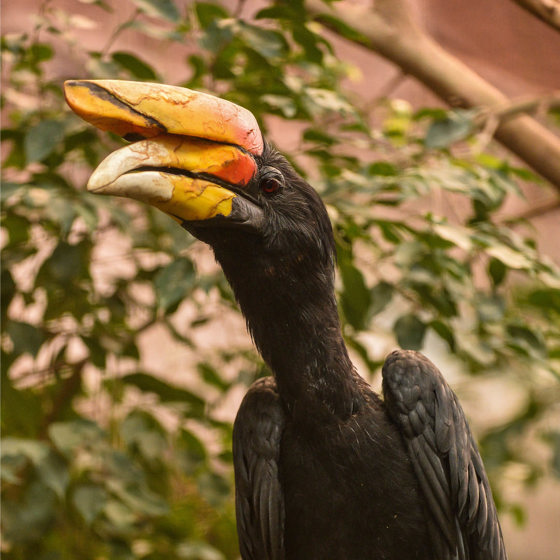 Rhinoceros Hornbill 4
