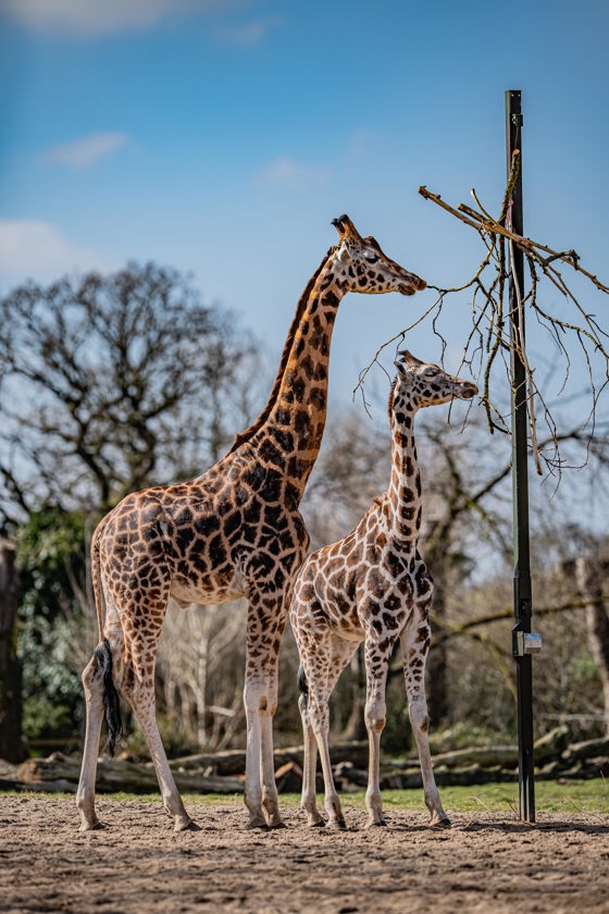 Rothschild's Giraffe 001
