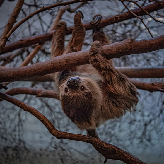 Sloth LA Adventure SQAURE