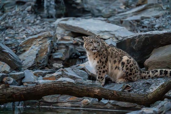 Snow Leopard Sitting On Rocks By Some Water In Their Zoo Habitat