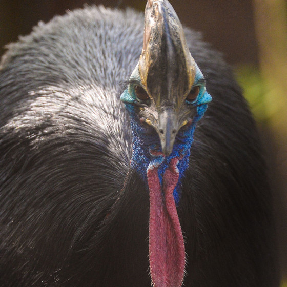 Southern Cassowary 3