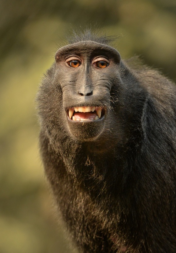 Sulawesi Crested Macaque 1