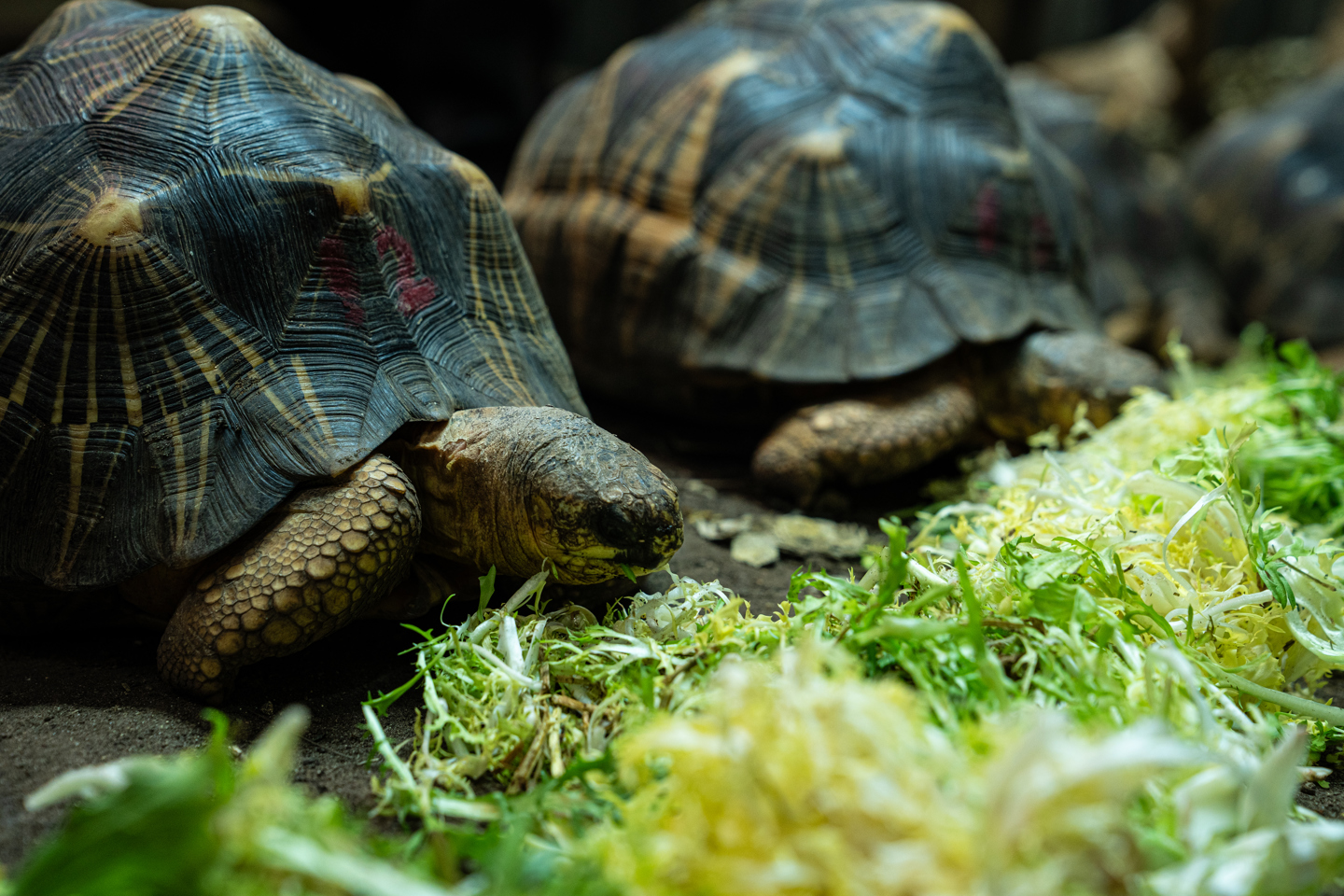 Tortoise Eating Greens