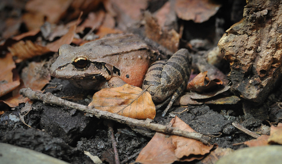 Mountain Chicken Frog 1