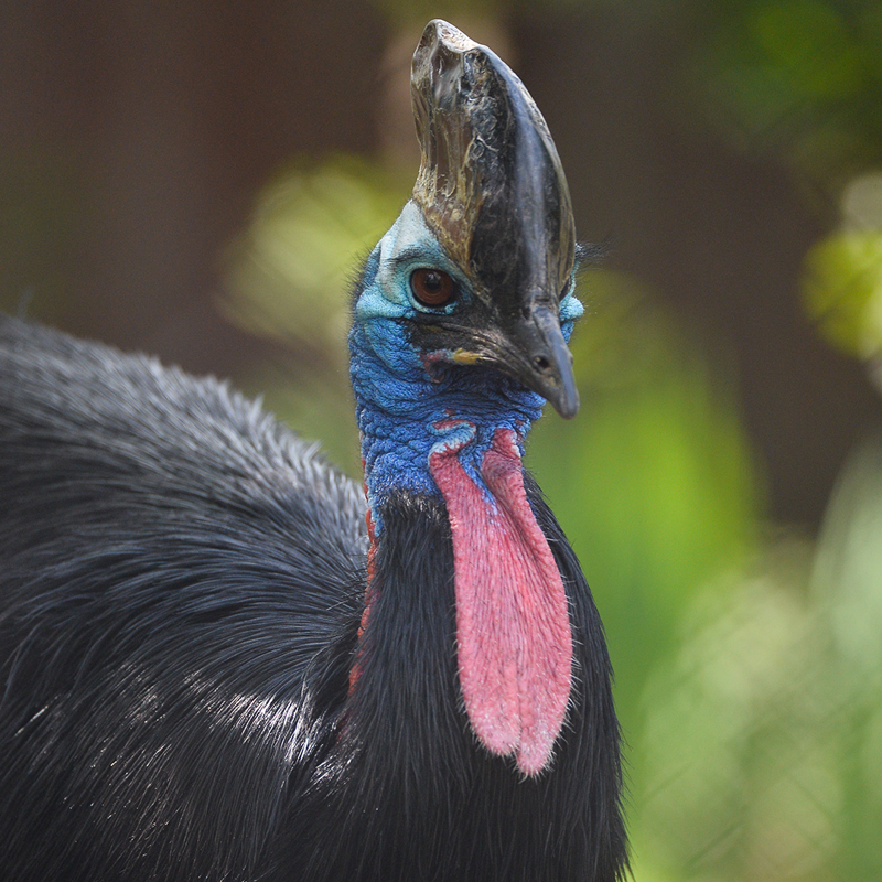 Southern cassowary at Chester Zoo