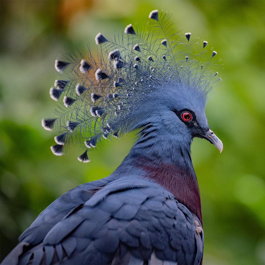 Victoria Crowned Pigeon SQUARE